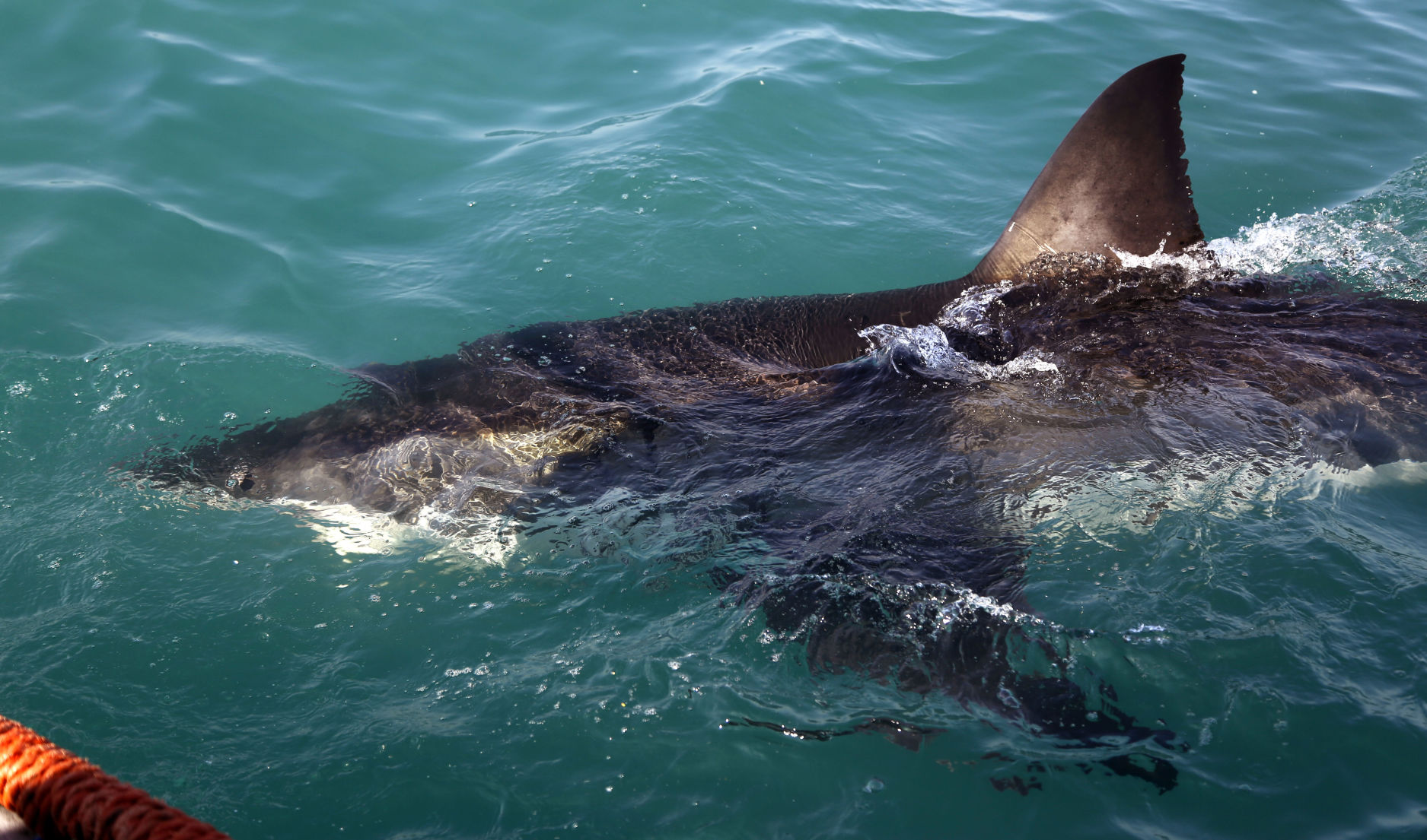 South Africa Great White Sharks